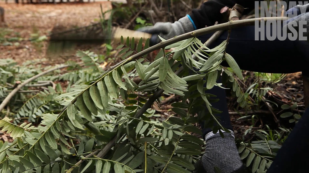 Tipuana tipu trimming in the food forest