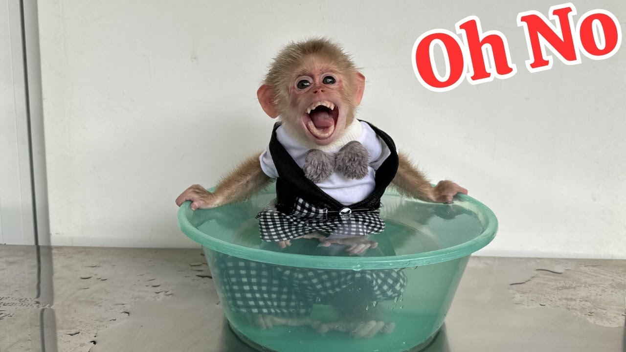 Monkey Kyo washes carrots to make juice – Incredible Intelligence!