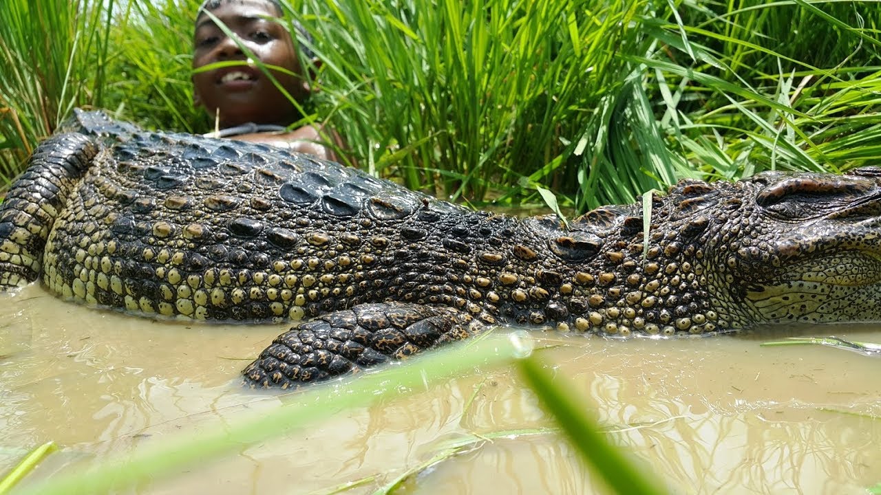 Primitive Technology: Simple DIY Crocodile Trap Using Real hand That Work 100%