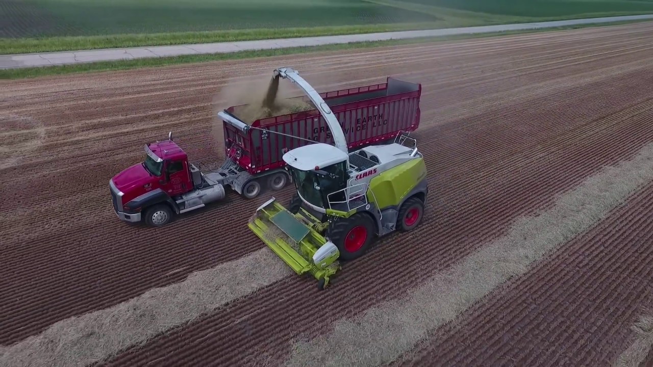 Harvesting Wheat Silage