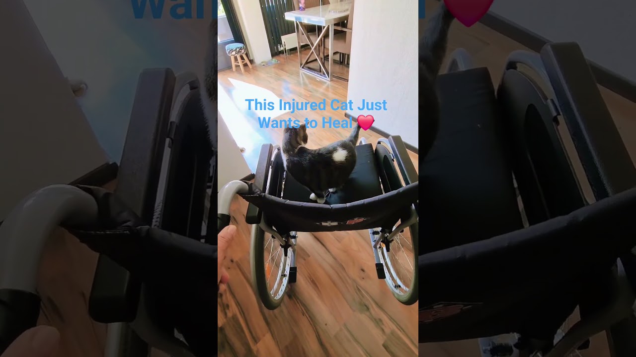Injured Cat Makes SHOCKING Recovery 😱 #shorts #cat #cute #recovery #trending #funnycats #prayer