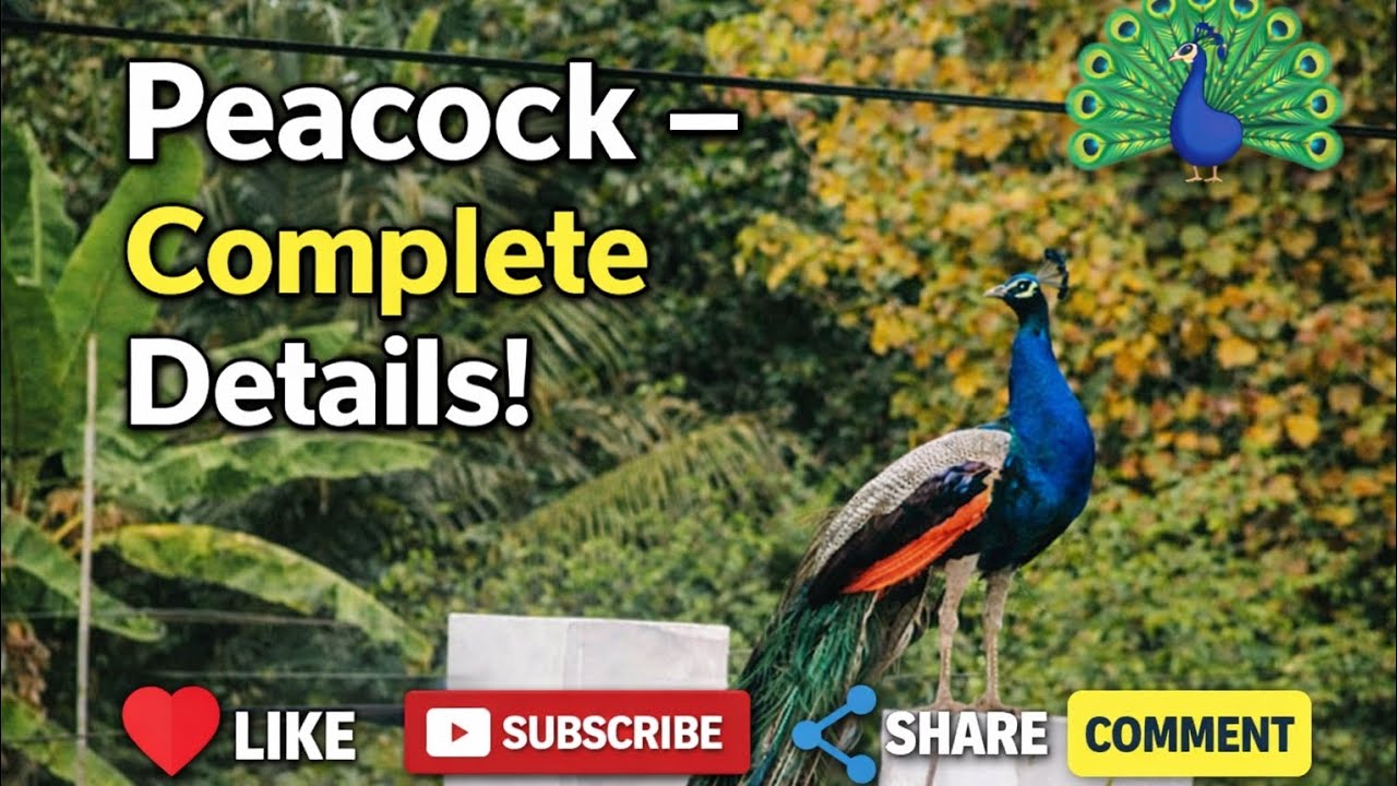 The natural beauty of a majestic Peacock resting peacefully and a cute Green parrakeet also eating