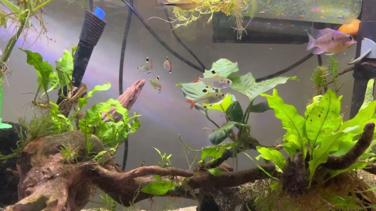Pristella tetras mating dance x-ray tetras