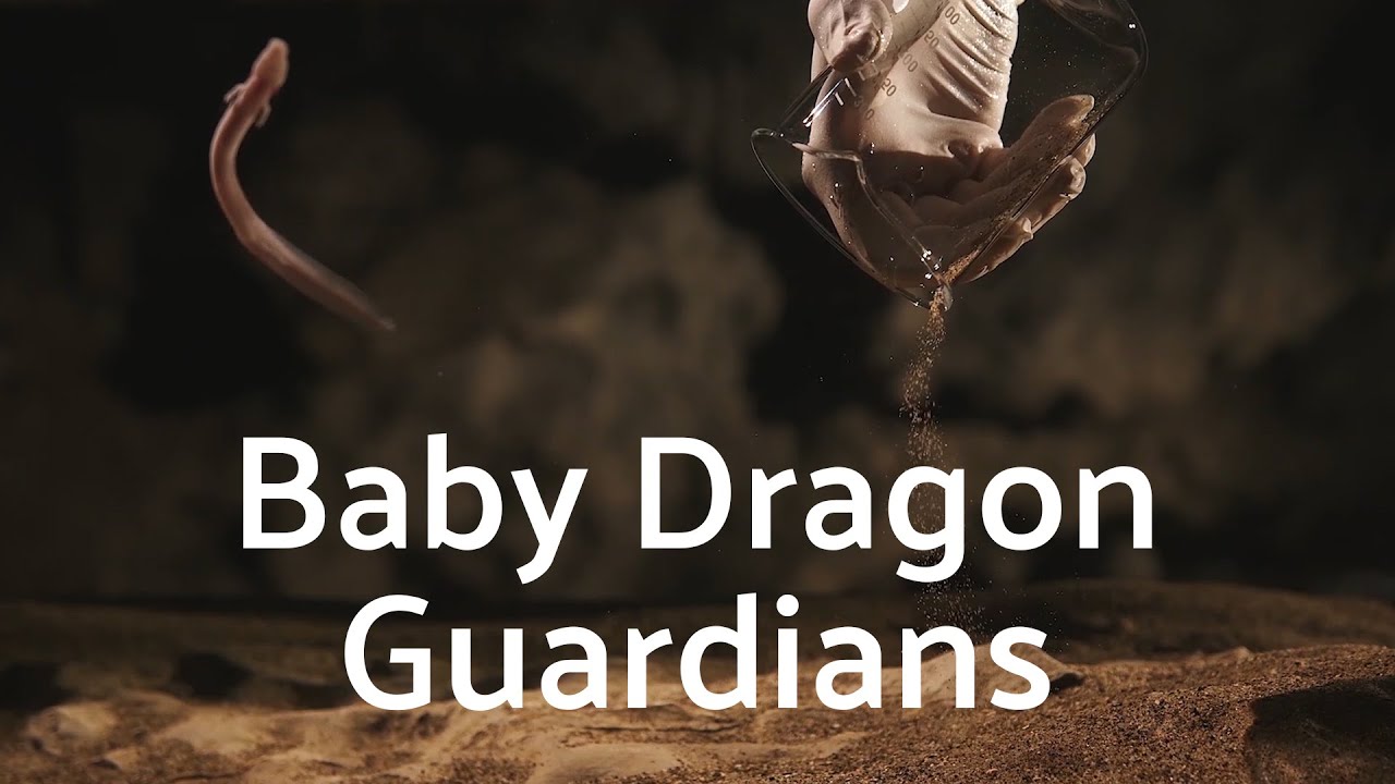 Meet the world-famous Baby dragons from Postojna Cave, Slovenia