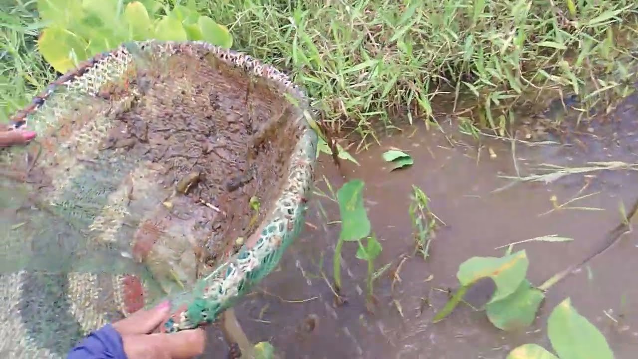 Pescaria raiz de puça muito bom 
