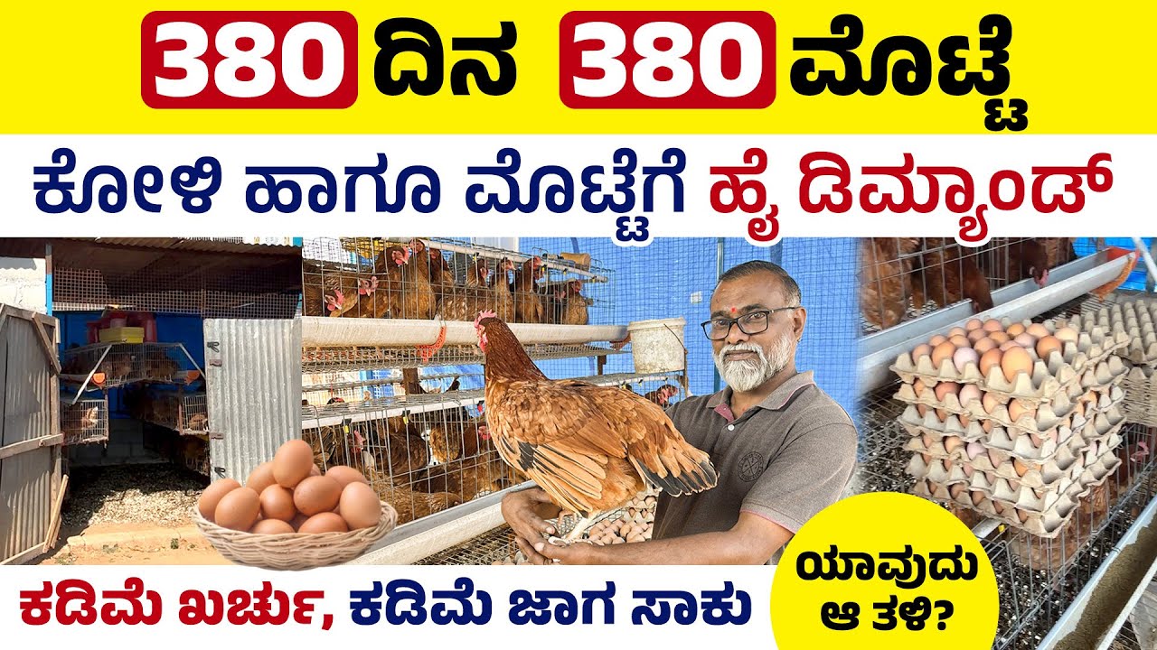 ಈ ತಳಿಯ ಕೋಳಿ ಸಾಕಾಣಿಕೆಯಿಂದ ಮೊಟ್ಟೆ & ಮಾಂಸ ಎರಡರಿಂದಲೂ ಪ್ರತಿದಿನ ಆದಾಯ | BV380 Chicken Farming In Kannada