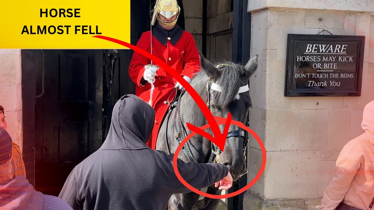 KING’S GUARD HORSE ALMOST FALLS AFTER SMELLING A MAN’S HAND!