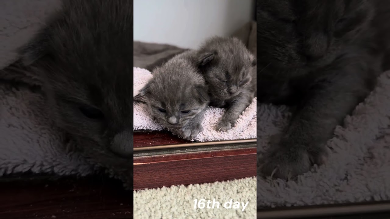 16 days old kittens