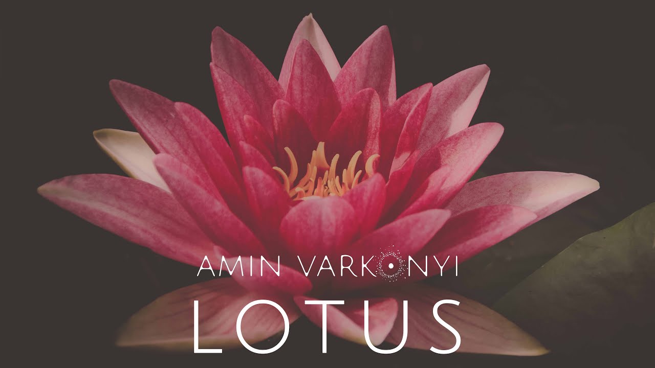 LOTUS / Amín Varkonyi