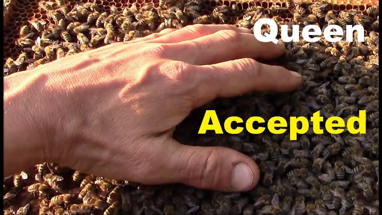 How Bees Beehave When They Accept the New Queen