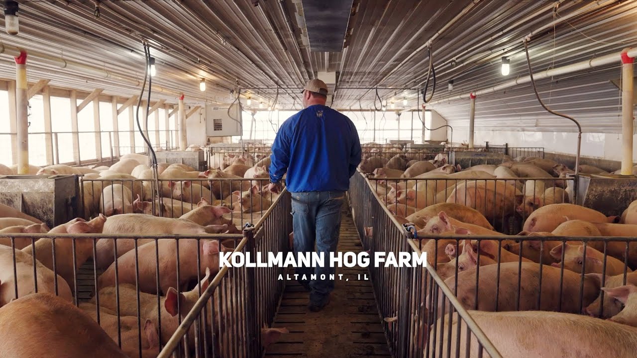 Alan Kollman: School Board Member, Pig Farmer, Sports Dad