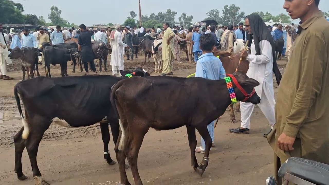 #KHARIAN MANDI LATEST UPDATE UTUBE PAKISTAN