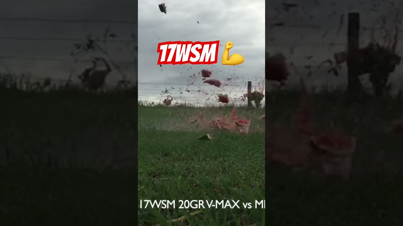 17 Winchester Super Magnum #ozziereviews #17wsm #shooting #gun #rifle #firearms #viralshorts #pewpew