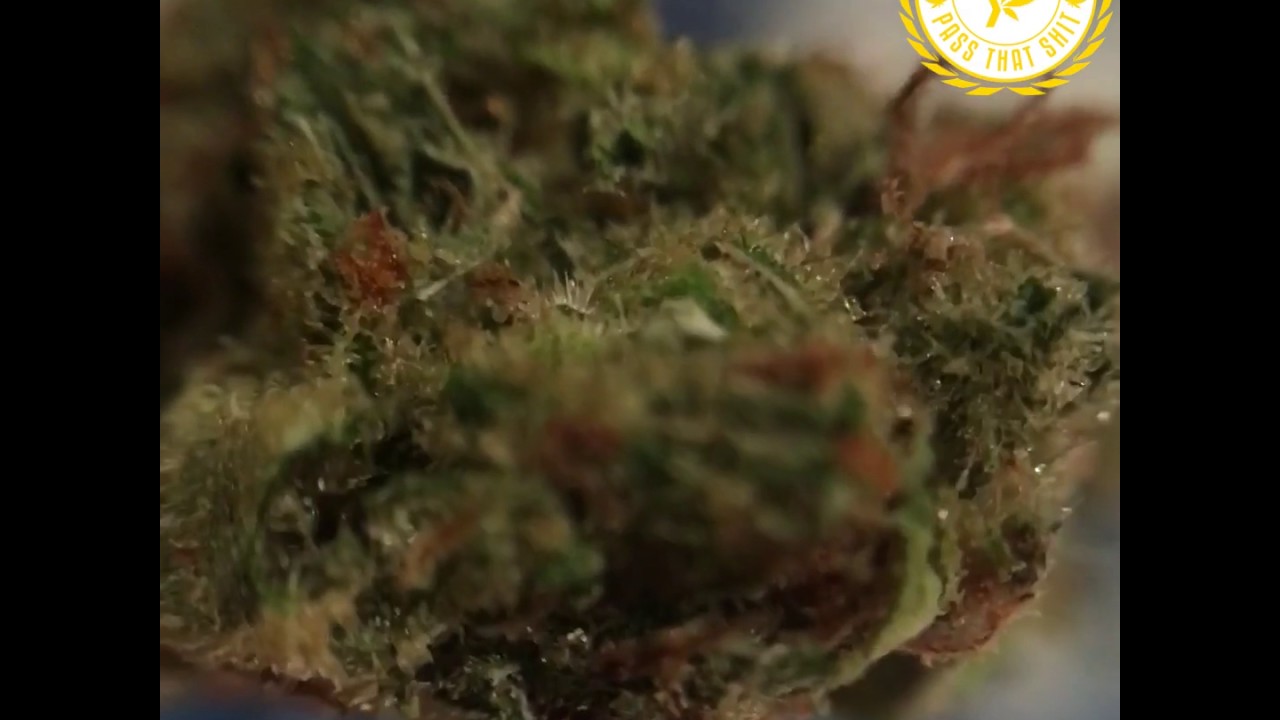 Trichomes up close & personal
