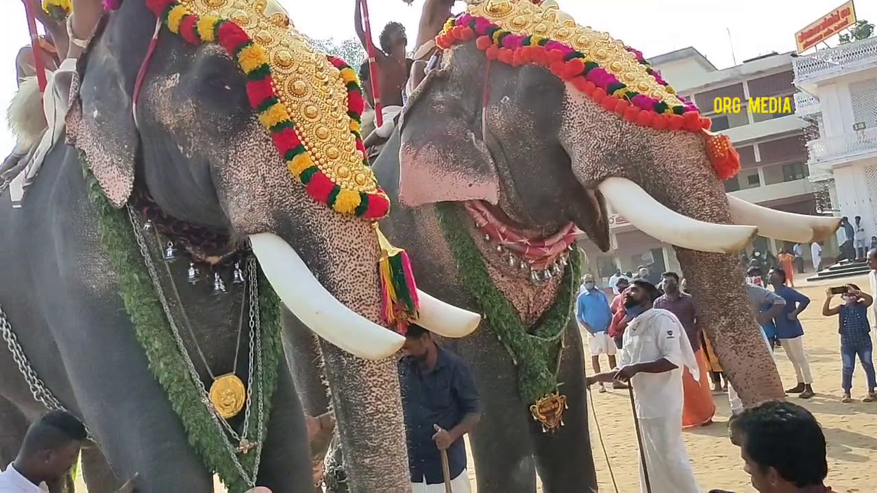 #cheraipooram ചെറായി പൂരം.  CHERAI POORAM SEEVELI 2021 PANCHARIMELAM PATHIKALAM REMESH DEVAPPAN