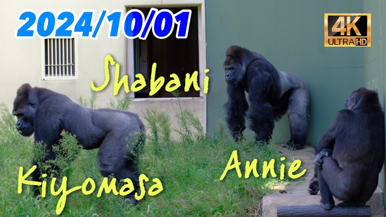 おやつタイムが中止となり落ち着かないゴリラ達【東山動植物園】2024/10/01 火曜日