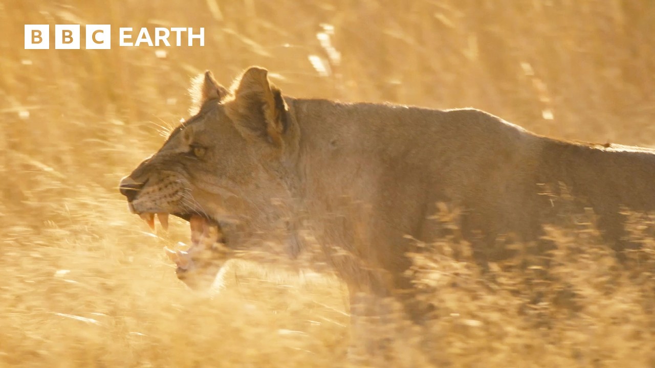 Lion Pride Fights to Stay Alive | Big Cats 24/7 | BBC Earth