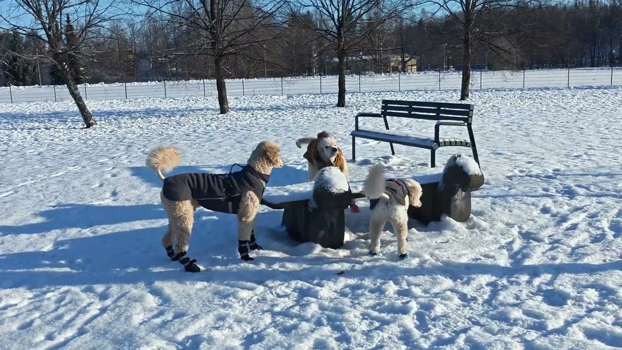 A sunny day of February in the dog park.