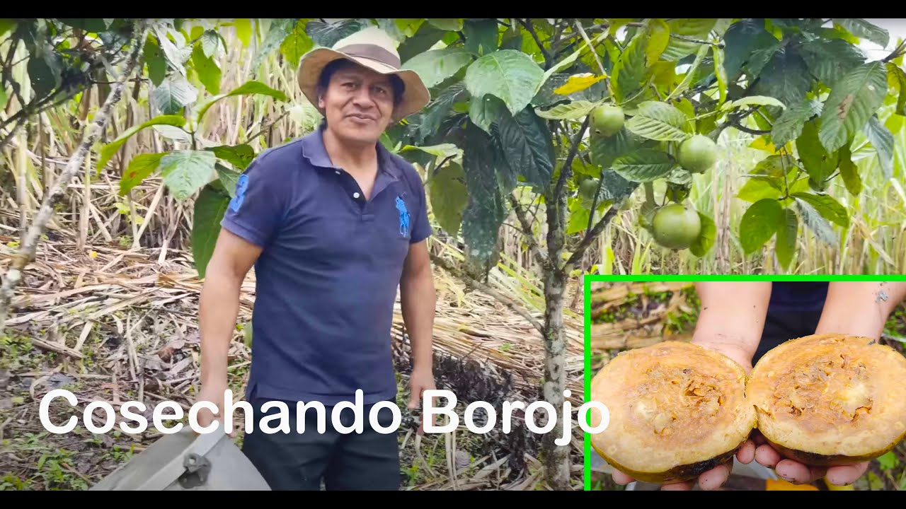 JUANITO COSECHANDO BOROJO