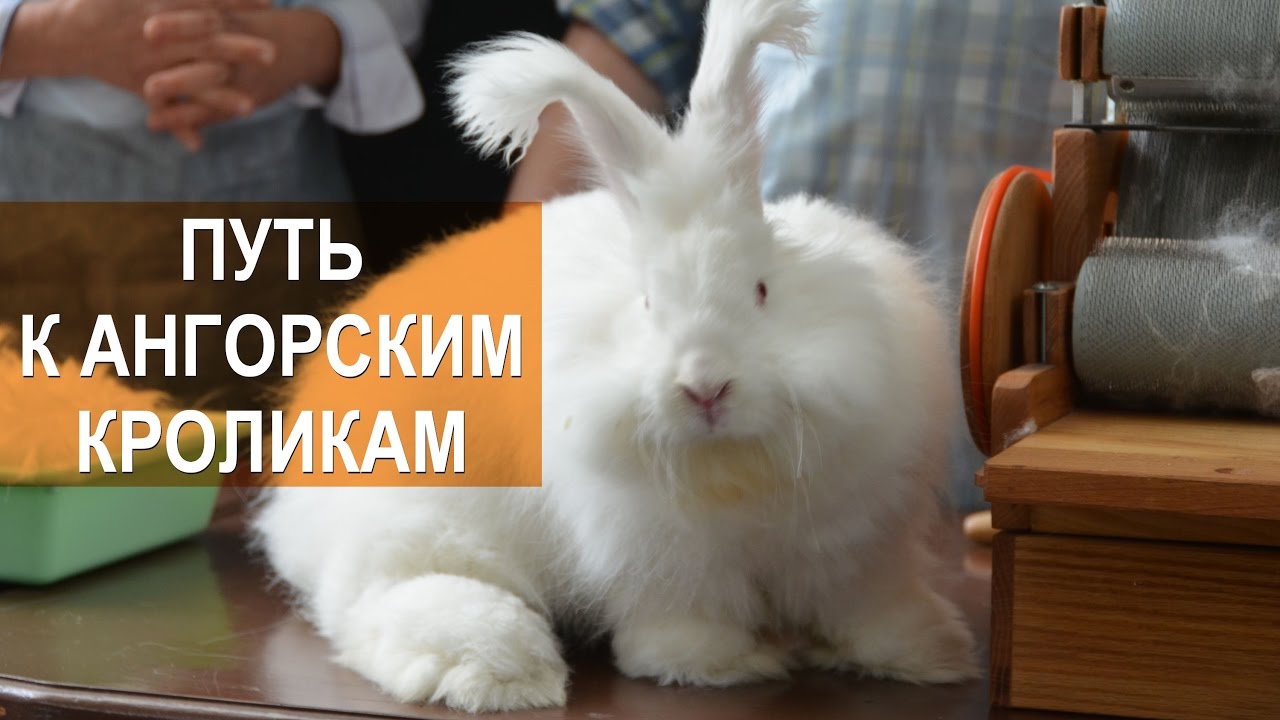 Лада Кирисенко. Путь к ангорским кроликам