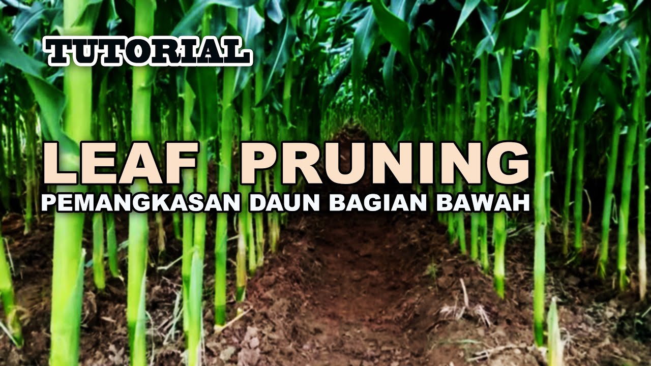 TUTORIAL leaf pruning pemangkasan daun bagian bawah agar proses fotosintesis maksimal dan sempurna