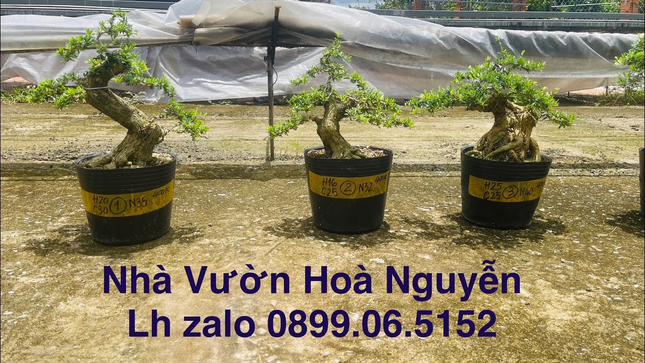 3.09.25 Linh sam 86 lá rí. Lh zalo 0899.06.5152 #bonsai #bonsaitree #linhsambonsai 