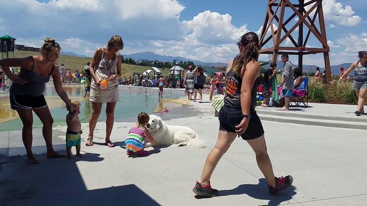 1-Year-Old Colorado Mountain Dog Apollo! Best Big Breed Dog Trainers in Colorado!