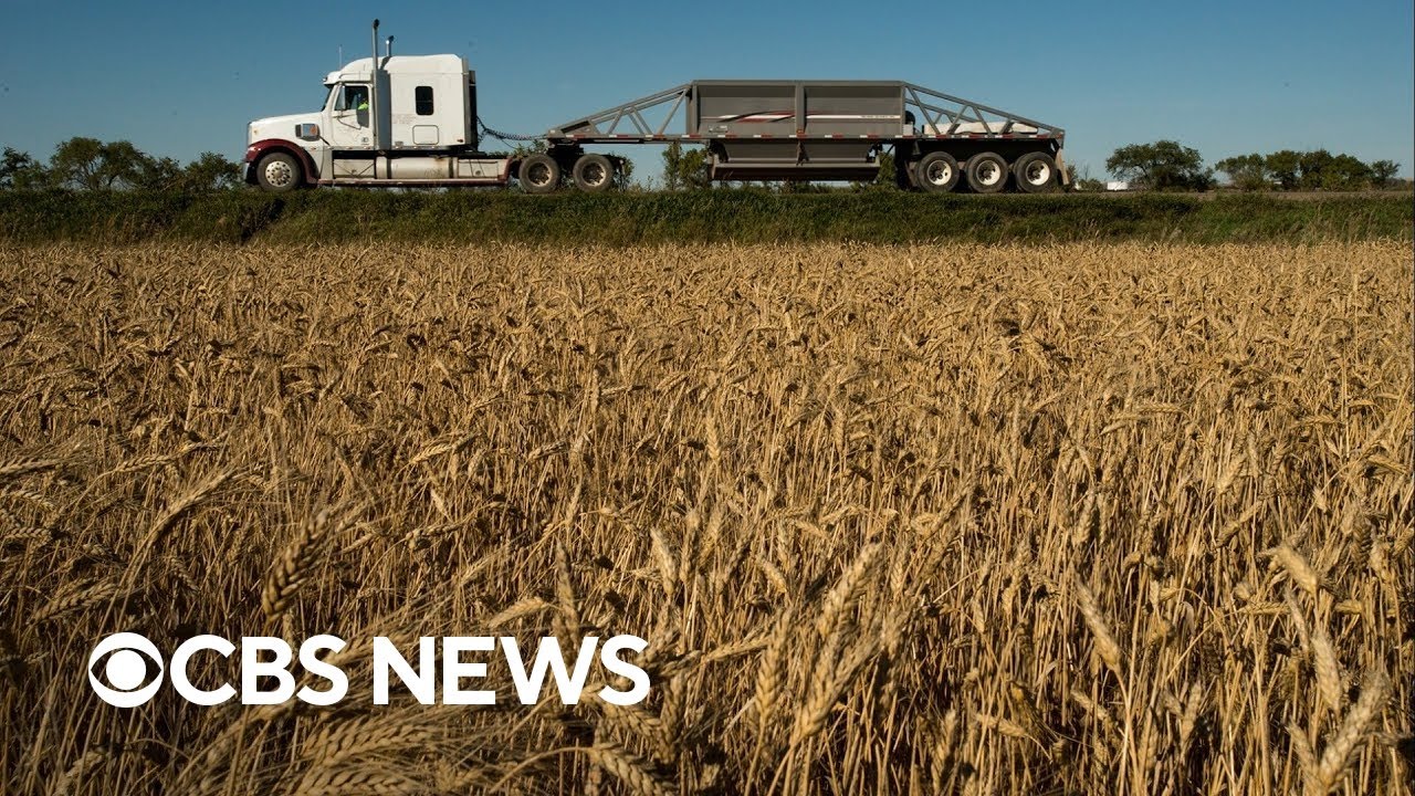 As climate change hurts crops, scientists explore new foods