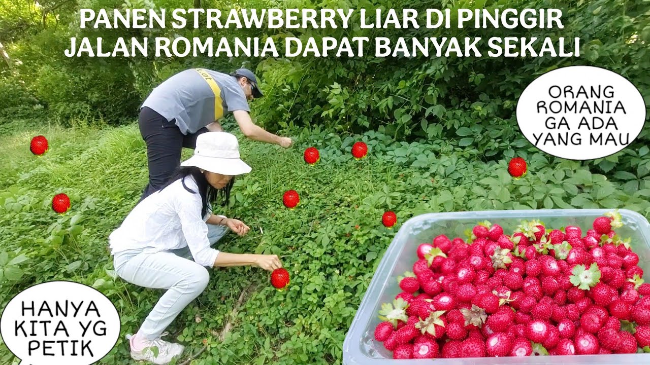PANEN STRAWBERRY LIAR DI PINGGIR JALAN ROMANIA DAPAT BANYAK SEKALI || SUAMI BULE KESENENGAN PETIK