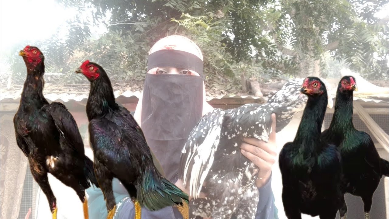 Aseel fighter murga!