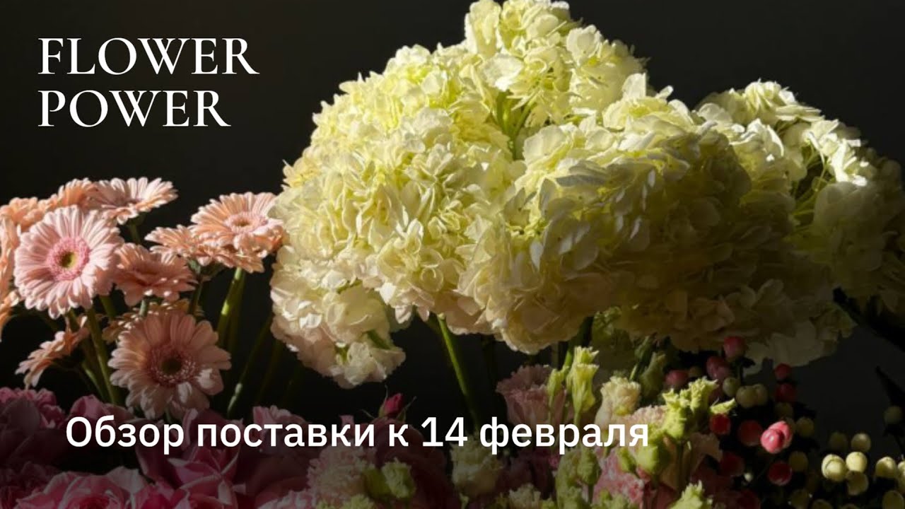 Обзор поставки к 14 февраля 