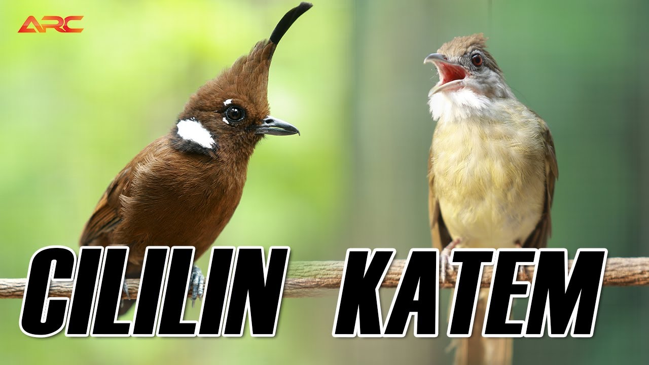 MASTERAN KAPAS TEMBAK VS CILILIN GACOR
