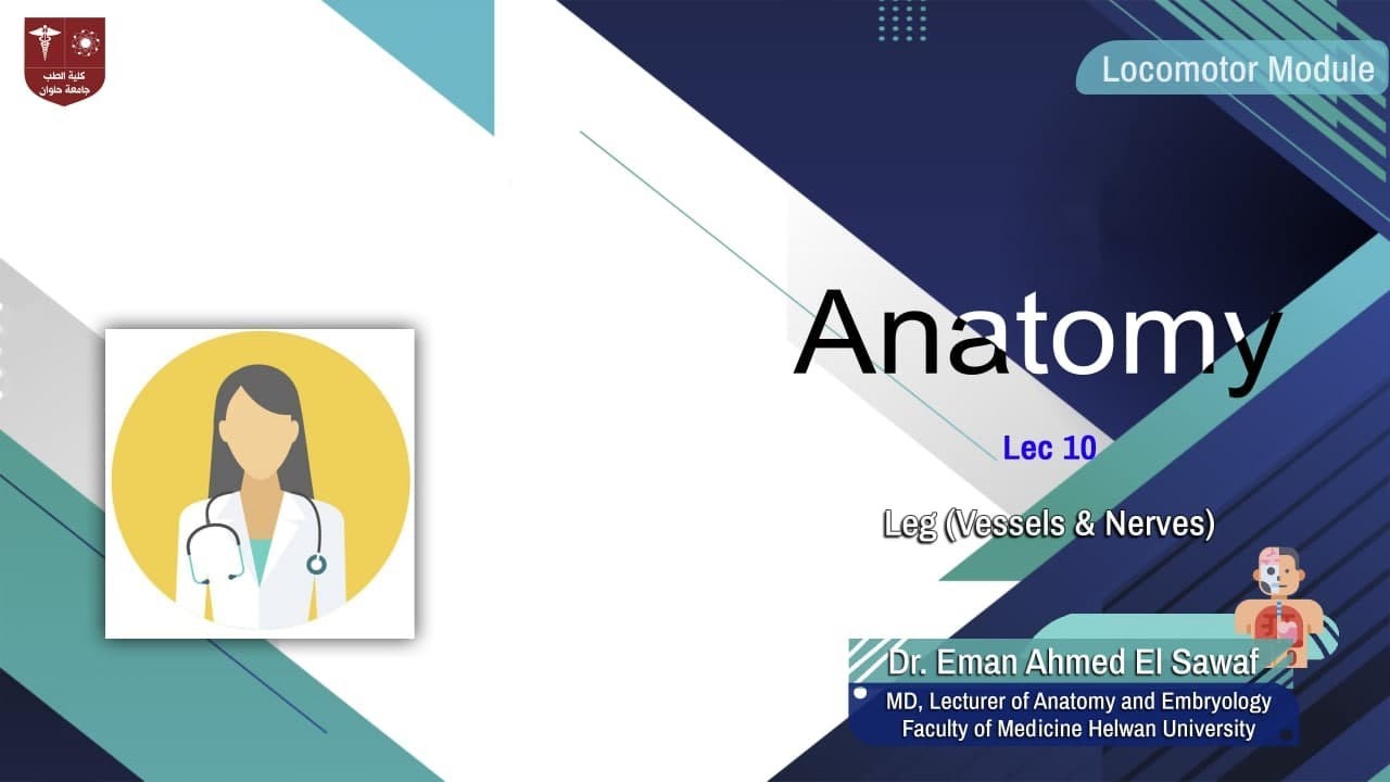 10. Leg(Vessels & Nerves)