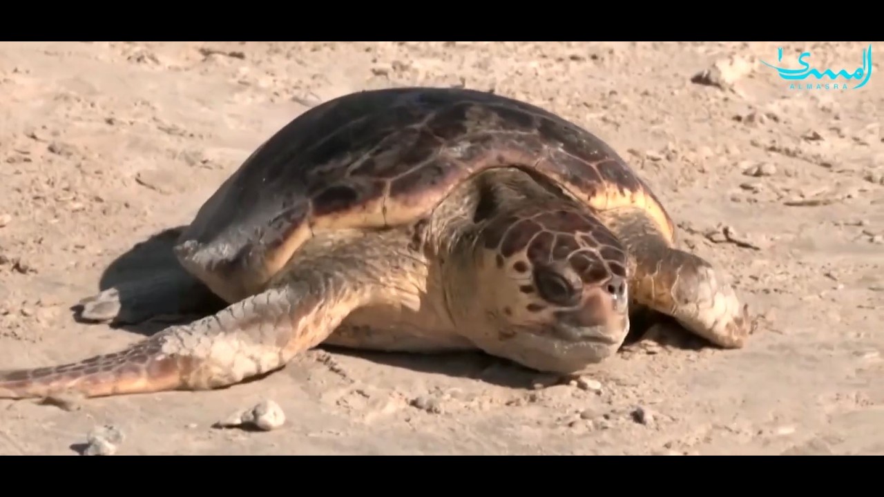 السلاحف البحرية تأتي مبكرة لوضع  البيوض وأعدادها في تراجع المزيد من الاخبار في العالم اليوم