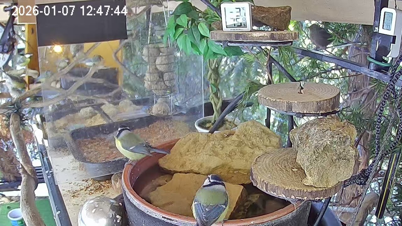 Entspannter Mittag am Vogel-Spa (07.01.2026)