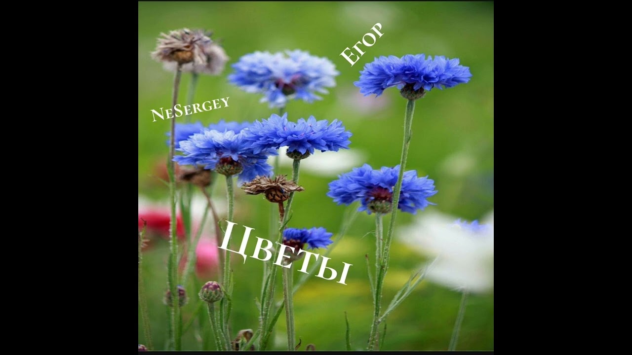 Егор, NeSergey - Цветы