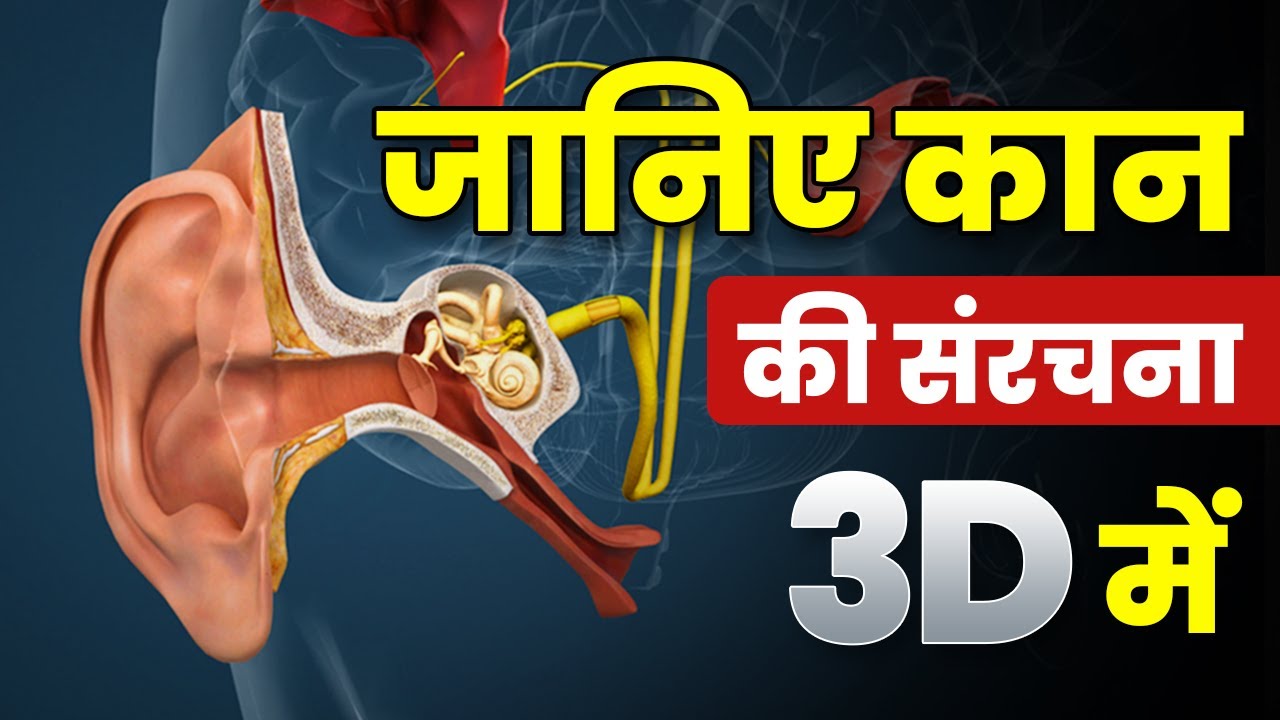 Inside the Ear Canal | Ear Anatomy | कान की संरचना | जानिए कान कैसे सुनता हैं? (3D Animation) 🤩
