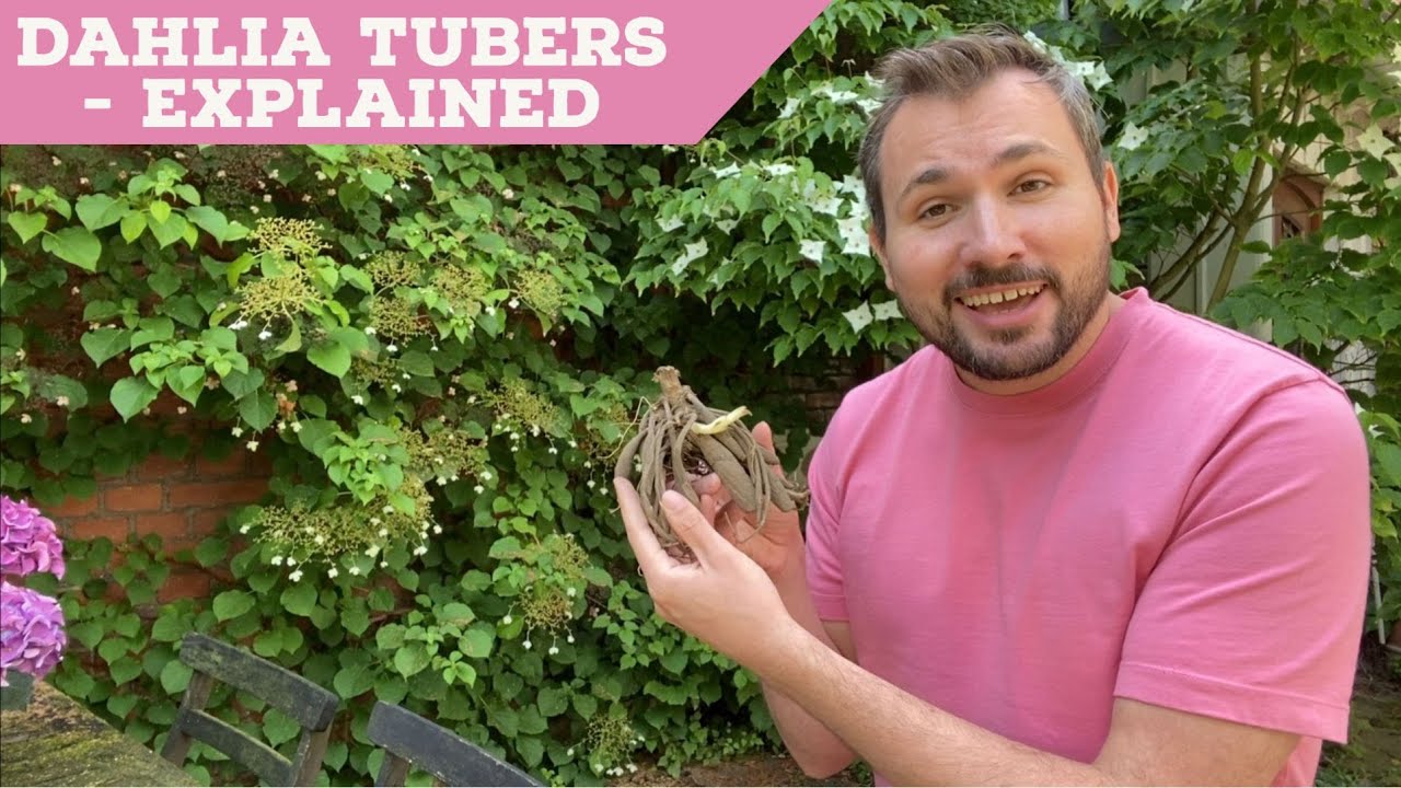 Planting Dahlia „Mystery Day“ Tubers Late in the Season