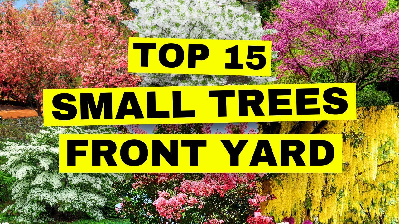 15 BEST Small Trees for a Stunning Front Yard Makeover!