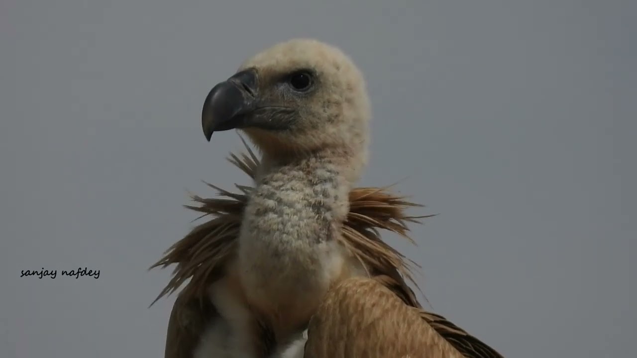 Eurasian Griffon Jorbeer March 2022