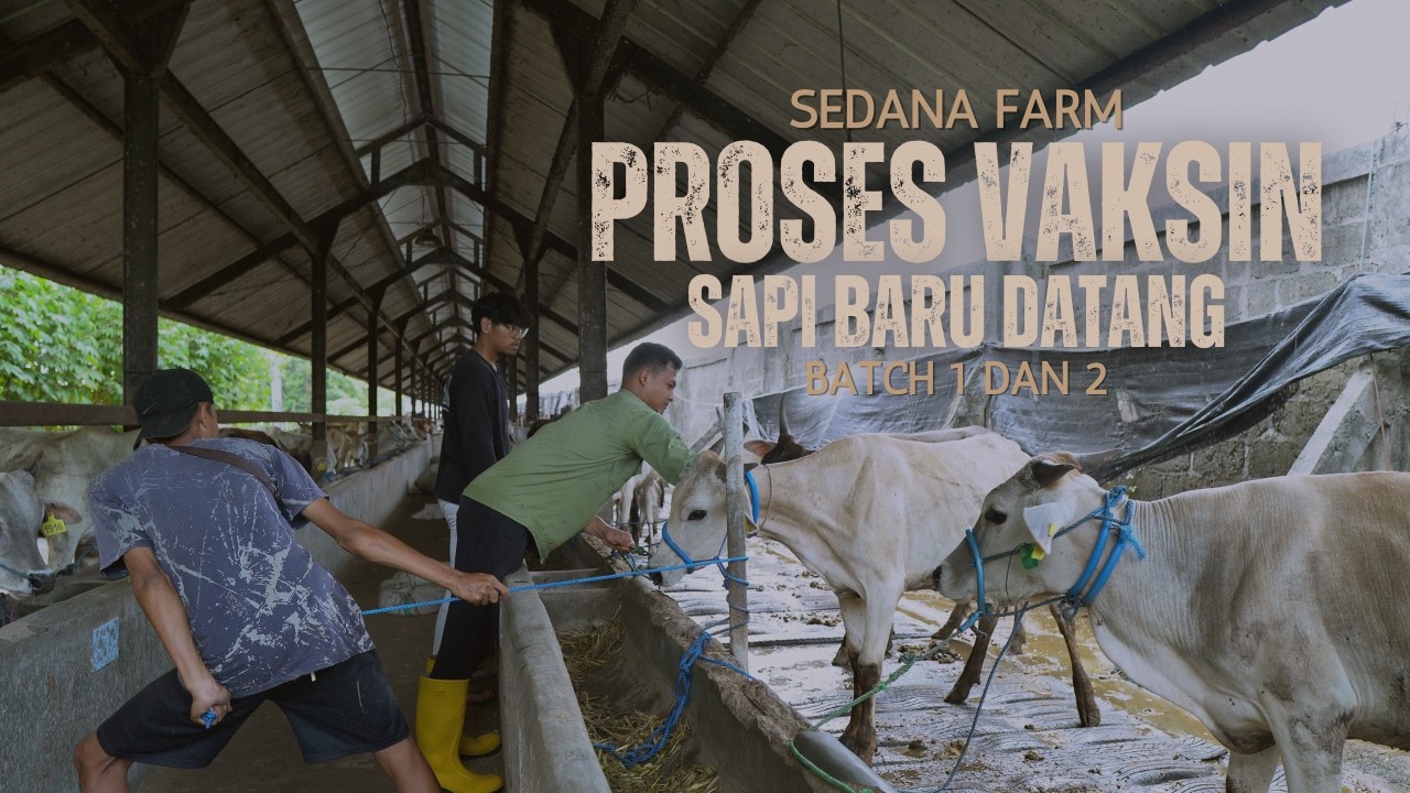 Gak Nyangka! Proses Vaksinasi Sapi Madura & SO Ternyata Menegangkan