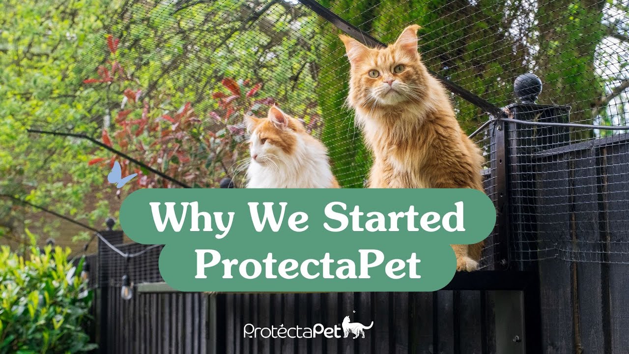 Почему мы создали ProtectaPet — миссия по обеспечению безопасности кошек!