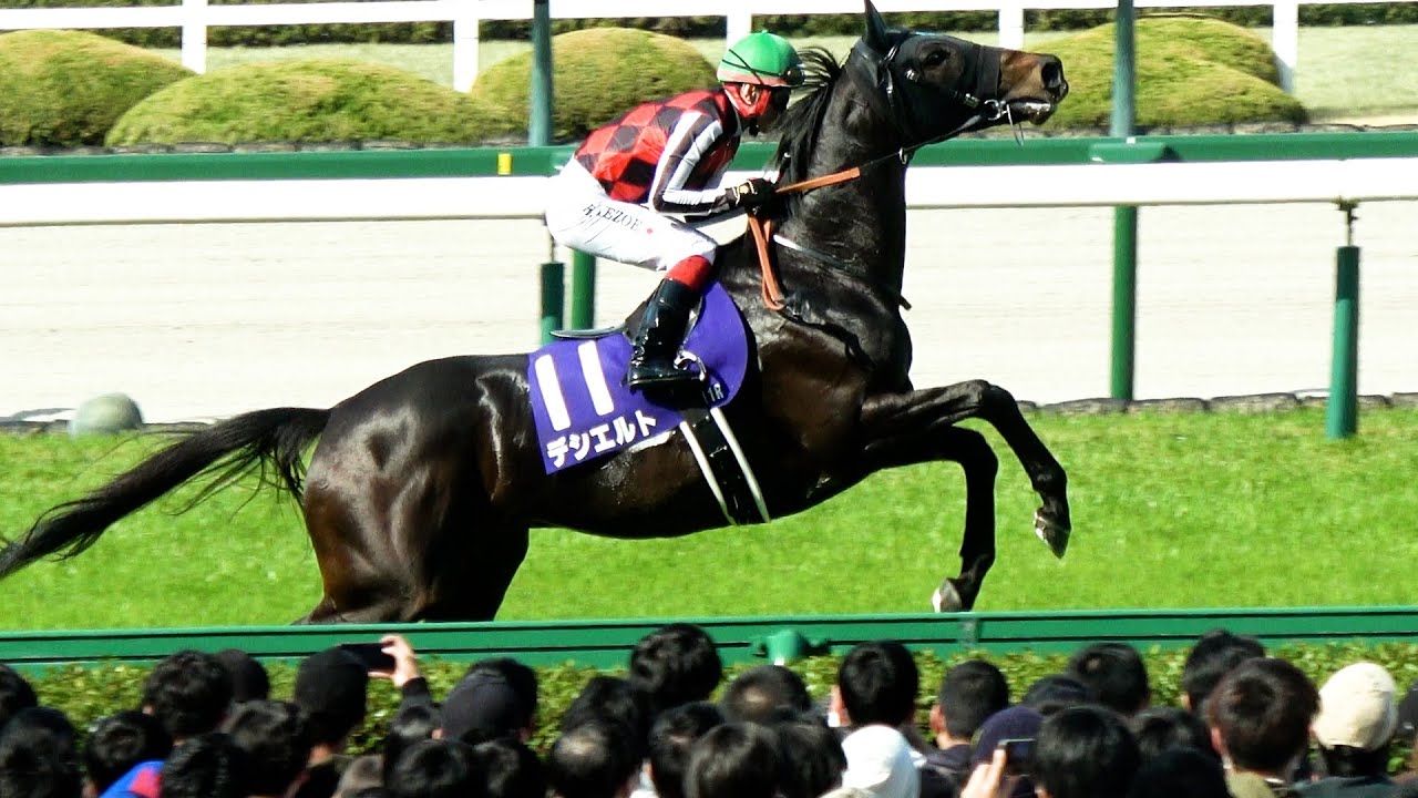 【大阪杯2025】今日は池添さんだと⑪デシエルト飛び跳ねる 本馬場入場 現地映像 ベラジオオペラ