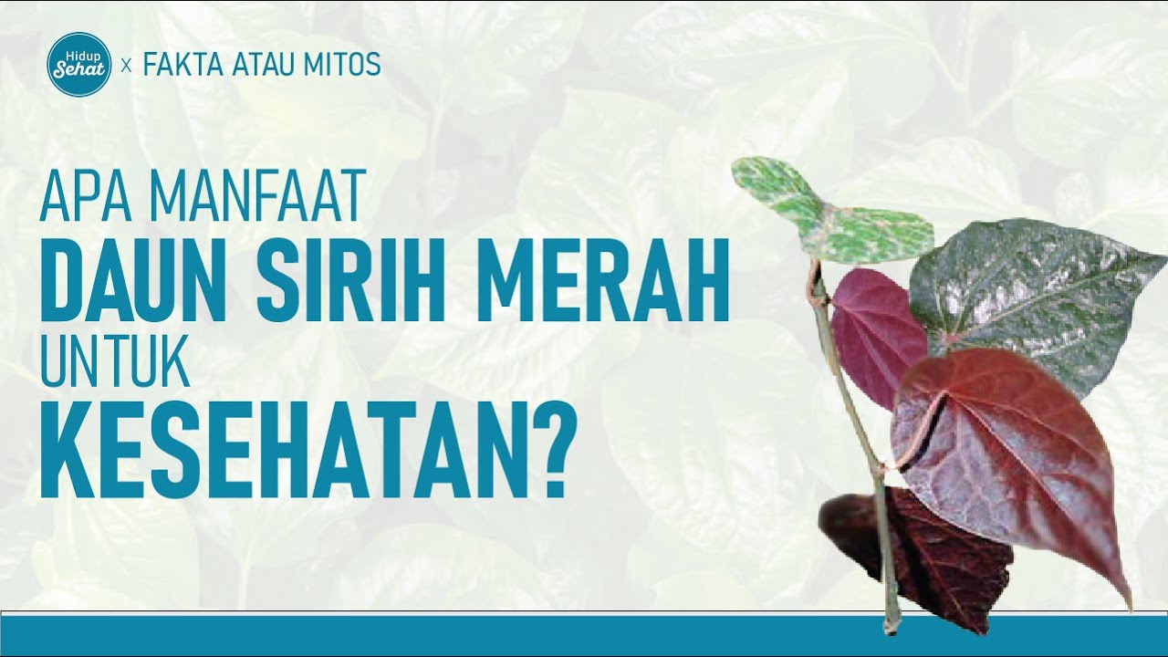Daun Sirih Merah, Apa Saja Manfaatnya Untuk Kesehatan? | Hidup Sehat tvOne