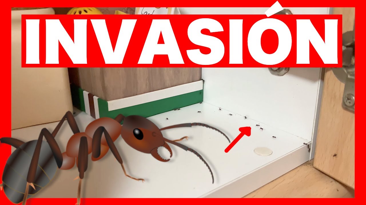 Como eliminar HORMIGAS de casa 🐜 ❌🏡 11 Métodos y remedios caseros que FUNCIONAN para las hormigas