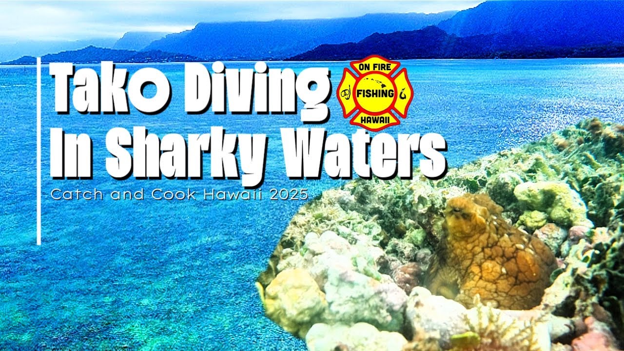Tako Diving in Sharks Waters in Hawaii 2025. Catch and CookEp177