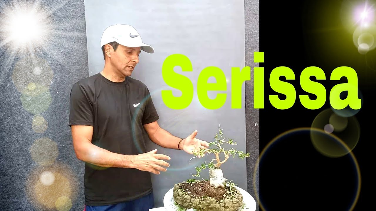 Serissa na Pedra , Poda inicial pra estruturar #comofazerbonsai 