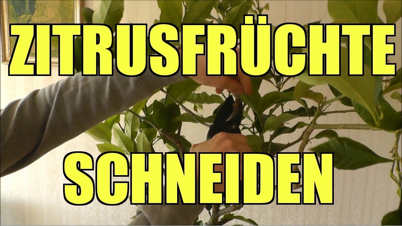 Zitrone / Orange schneiden | Wie schneide ich Zitrusbäume