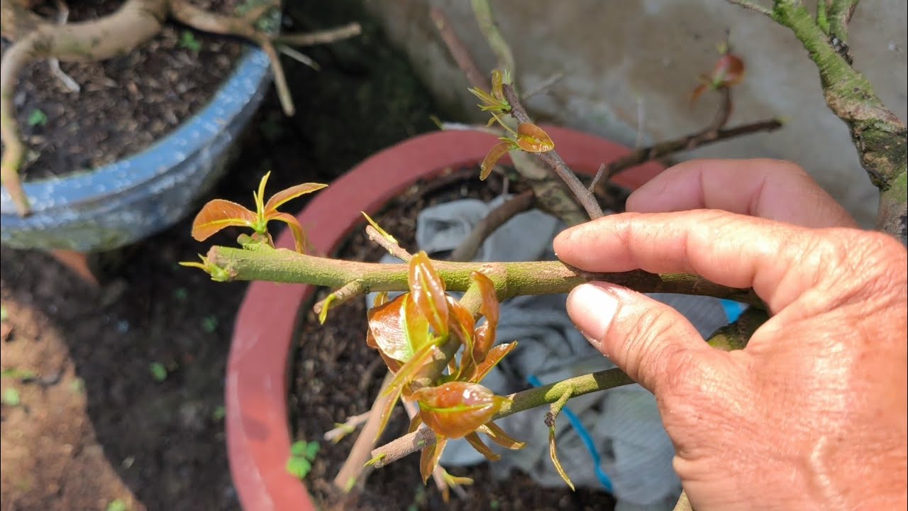 Cách làm này không bao giờ bị suy và chết cây sau tết,giúp cây luôn phát triển nhanh/29/1ÂL.