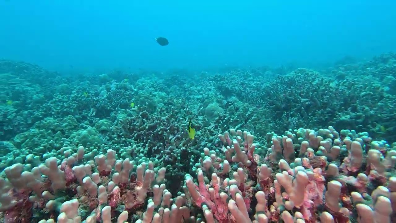 #114 Kaimana Divers - Honolulu, HI - End Pipe / Rojo - 2/14/26 - 4k